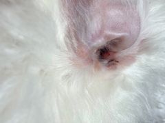 -恒幸动物医院·急重症转诊中心·神经内外科·CT核磁