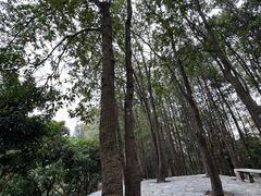 -阳台山森林公园