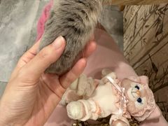 -楼上猫咖(罗湖店)