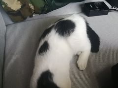 -猫猫幼稚园·撸猫·桌游·电玩
