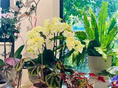 -花神·轻食简餐·咖啡馆·花卉绿植(荷兰花卉小镇店)