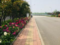 -塘沽森林公园