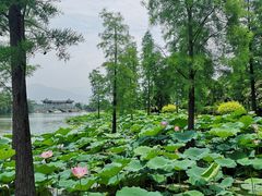 -飞来湖湿地公园