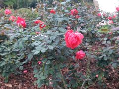 -人民公园(罗湖区)