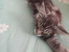 -宠颐生·恒爱宠物医院(静海店)