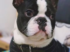 -艾贝尔宠物医院·狂犬免疫点(江山金象城店)