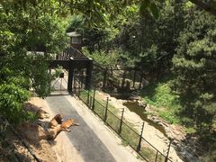 -大连森林动物园