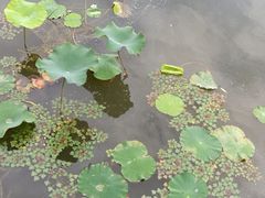 -新江湾城公园