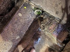 -小云凤热汤丝娃娃