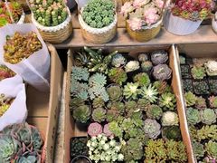 -双季花艺园艺市场(浦东店)