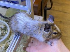 -酷以爬仙阁实体爬宠店·守宫·蜥蜴·专业繁育