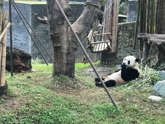 -都江堰中华大熊猫苑