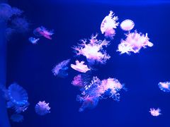 -福州罗源湾海洋世界旅游区