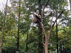 -都江堰中华大熊猫苑