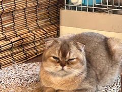 -楼上猫咖(罗湖店)