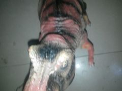 -肯德基(招远金城店)