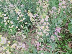 -武汉紫薇都市田园