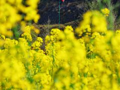 -桑洲油菜花景区