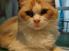 -喵喵咪呀布偶猫咖(春熙路店)