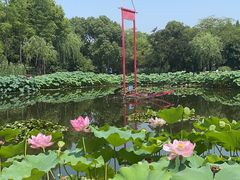 -陈家山荷花公园