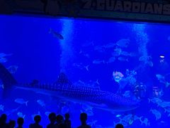 -烟台海昌鲸鲨海洋公园