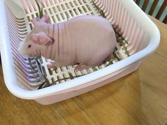 -藦茜花园宠物主题亲子互动体验馆(国顺东路店)