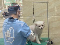 -安安宠医·安宠宠物医院