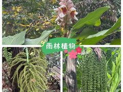 -呀诺达热带雨林