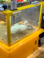 点击看大图 -神奇动物撸宠馆·羊驼·小浣熊·异宠(豫园店)