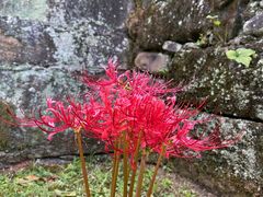 -唐崖土司城遗址