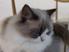 -有喵·猫咖·狗咖·30几只猫10只小狗(岗厦店)
