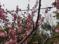 -自然谷恐龙园