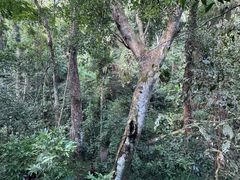 -西双版纳原始森林公园