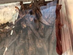 现烤风干牛肉-都士牧人现烤牛肉干