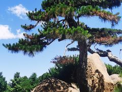 -罗红摄影艺术馆