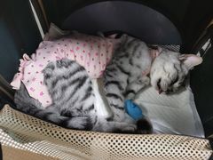 -纳吉亚猫专科动物诊疗中心(蒋宅口分院)