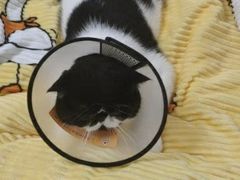 -瑞派福兴宠物医院犬猫全科·骨科·中西医结合(河东店)