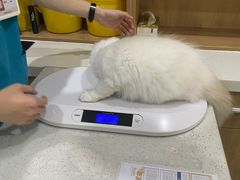 -艾贝尔宠物医院·24H转诊中心·肿瘤猫专科(江宁双龙店)