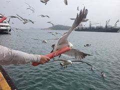 -海驴岛(荣成市)