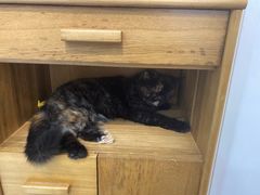 -喵园·猫主题咖啡厅·撸猫·猫咖(国贸店)