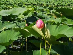 -长春市南湖公园