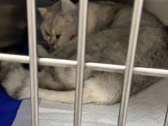 -中农国际动物医院24小时·猫科·骨科·急重症中心