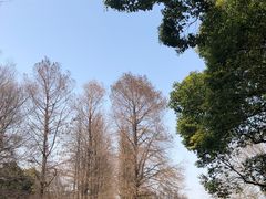 -上海滨江森林公园