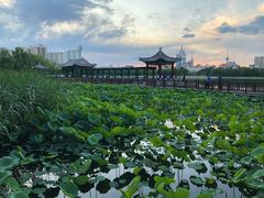 -莲花池公园