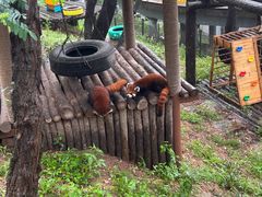 -大连森林动物园