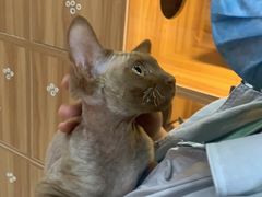 -喵百万·布偶·蓝金金渐层英短·猫舍(百子湾店)