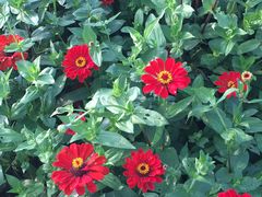 -武汉紫薇都市田园