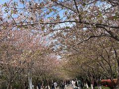 -高东镇樱花园