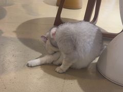 -藏猫猫咖啡主题馆(中央大道店)