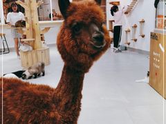-Heymao猫咖.咖啡厅(东门店)